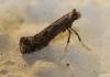 Parornix sp.